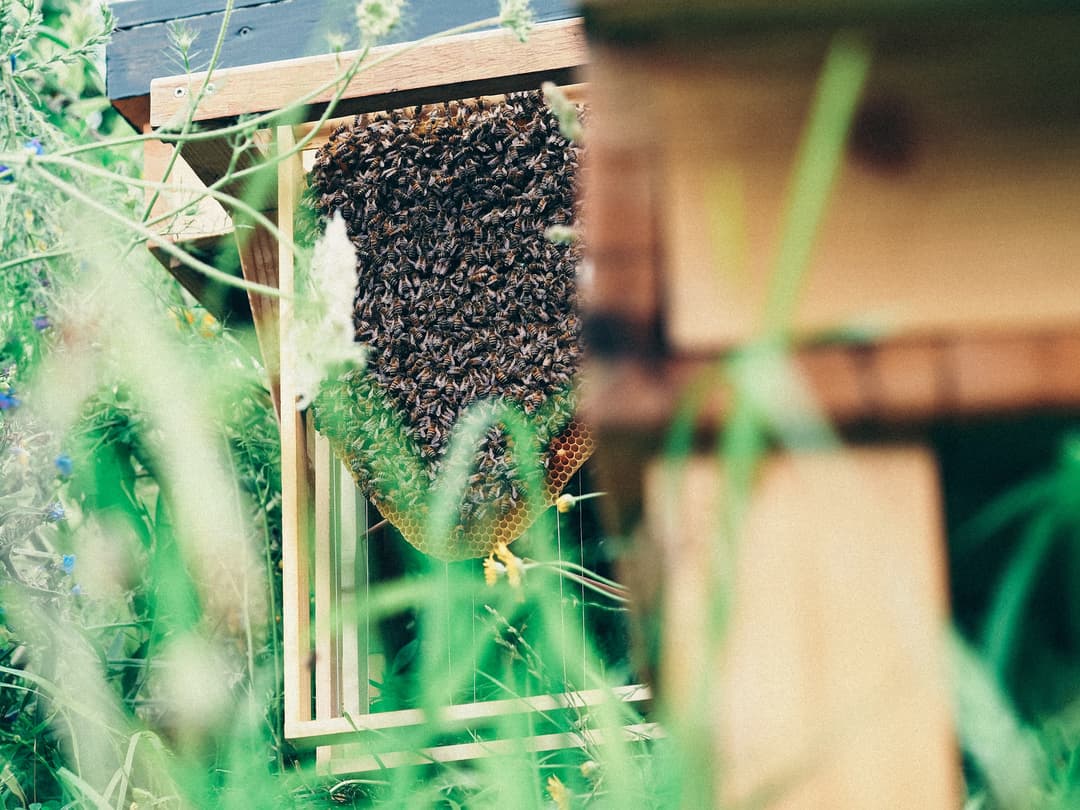 Exploring the World of Urban Beekeeping